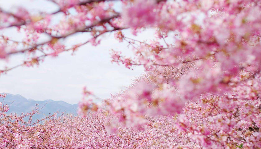 中学生日本留学费用