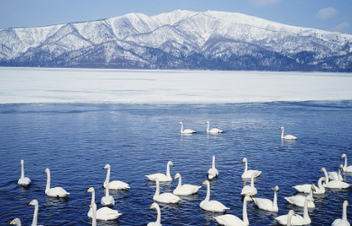 为什么那么多的高中生想要申请去日本留学？
