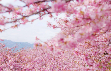 去日本高中留学前应先打好基础